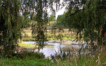 Nature, Rivers, Trees, Grass HD wallpaper