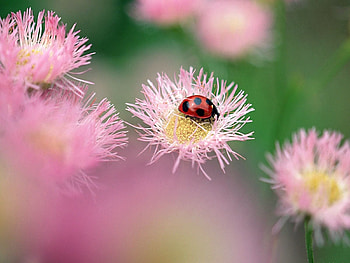 Flowers, Macro, Glare, Bright, Insect, Ladybug, Ladybird HD wallpaper