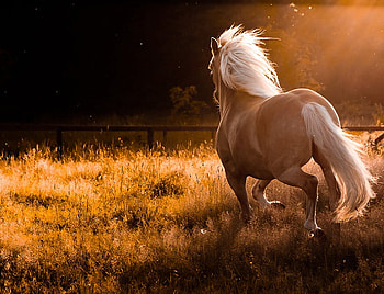peaches and cream, horse, light, meadow, nature, sunrise HD wallpaper