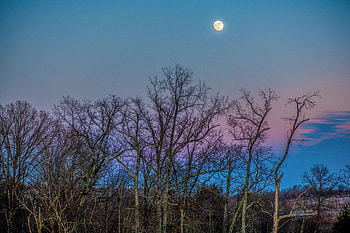 Nature, Trees, Sky, Moon, Branches HD wallpaper