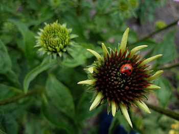Insects, Ladybugs HD wallpaper