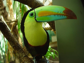 Curios Tucan, beck, limb, bird, tucan HD wallpaper