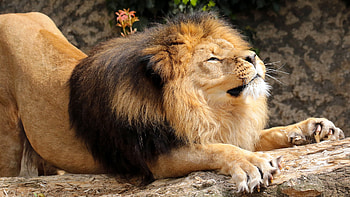 Animals, Lion, Predator, Mane, Stretch HD wallpaper