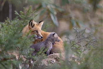 Red Fox and her Kit, baby, nature, fox, animals HD wallpaper