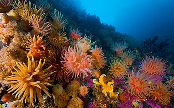 Animals, Landscape, Sea, Coral HD wallpaper