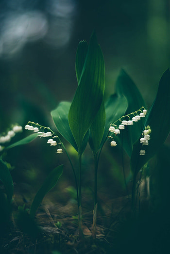 Lily of the Valley , Meadow flowers, Floral print, Nature's art HD phone wallpaper
