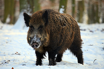 Animals, Winter, Snow, Forest, Fangs, Boar HD wallpaper