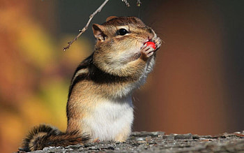 Branch with chipmunk, Berry feast, Rodent's snack, delight HD wallpaper