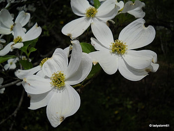 Dogwoods, trees, flowers, blossoms HD wallpaper