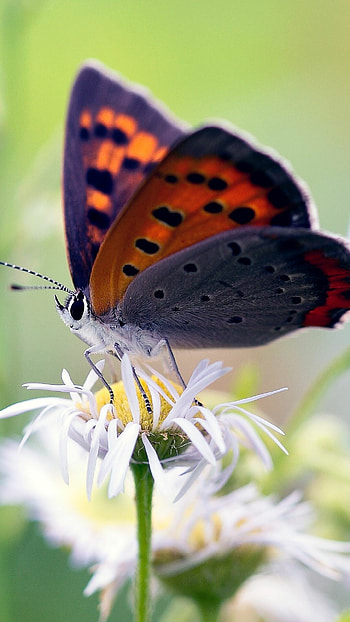 American copper, Butterflies HD phone wallpaper