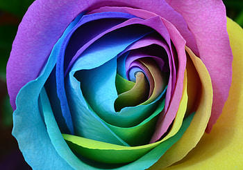 Macro, Multicolored, Motley, Rose Flower, Rose, Bud, Close-Up HD wallpaper