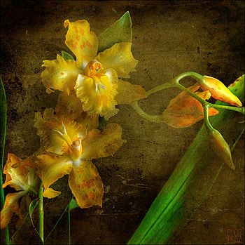 orchid, nature, flowers, yellow HD wallpaper