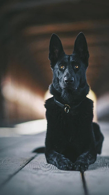 Black Dog, German Shepherd, Dog HD phone wallpaper