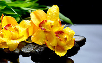 Still life with yellow orchids, Orchids, Pebbles, Bamboo leaf, Watrr HD wallpaper