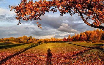 Field with Shadow, Latvia, shadow, tree, field, autumn HD wallpaper