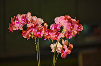 Flowers, Branches, Bloom, Flowering, Orchid, Exotic, Exotics HD wallpaper