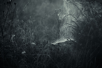 Grass, Web, Macro, Fog, Bw, Chb, Braiding, Weaving HD wallpaper