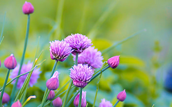 Allium, nature, pretty, flower HD wallpaper