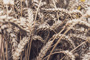 Nature, Plant, Ears, Ripe, Spikes HD wallpaper