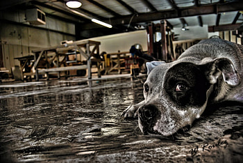 guard, dog, wait, protect, loyality HD wallpaper
