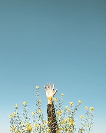 A minimalist of an arm stretching up among yellow wildflowers against a clear blue sky. HD phone wallpaper