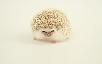 Hedgehog , Sonic the hedgehog , Shadow the hedgehog HD wallpaper