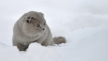 Lilac, Scottish Folds HD wallpaper