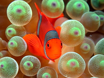 Clown Fish, beautiful HD wallpaper