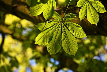 Chestnut tree, Beautiful nature , Eyecandy, Xfce HD wallpaper