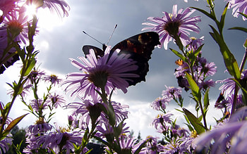 purple and butterfly, animal, purple, butterfly, nature, flowers, sun HD wallpaper