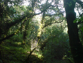 Irish Forest, trees, beautiful, forest, ireland HD wallpaper