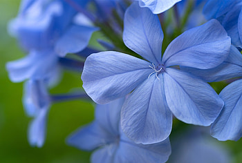 Flowers, blue, closeup, green, flower, macro HD wallpaper