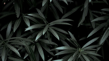 Dark leaves autumn, Mysterious allure, Enigmatic beauty, Nature's shadows HD wallpaper