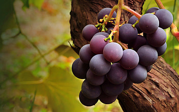 Grapes, Macro, Branch, Fruit, Brush HD wallpaper