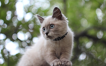 Animals, Glare, Sit, Fluffy, Kitty, Kitten HD wallpaper