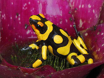 Animals, Frogs HD wallpaper