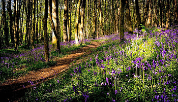 Flowers in the Forest, Nature, Flower, Forest, Tree HD wallpaper