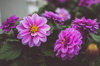 Close-up of vibrant lilac dahlias in a lush outdoor garden setting, capturing their beauty. HD wallpaper