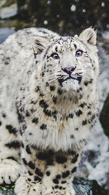 Snow Leopard HD phone wallpaper
