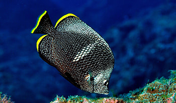 Wrought Iron Butterfly Fish, fish, butterfly, iron, wrought HD wallpaper
