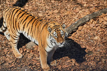 Animals, Brown, Striped, Predator, Tiger, Animal HD wallpaper