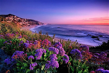 Beach flowers, sea, sky, flowers, coast HD wallpaper