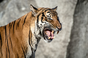 Animals, Aggression, Grin, Muzzle, Tiger HD wallpaper