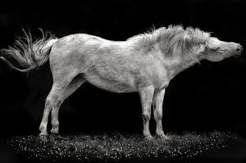 *** Horse in the dark ***, zwierzeta, konie, kon, ciemnosc HD wallpaper