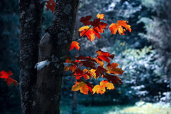 Autumn tree, Nature, Leaves, Branches, Maple HD wallpaper