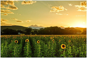 Rows, hills, sunflowers, golden sky, field, yellow and brown, sunset HD wallpaper