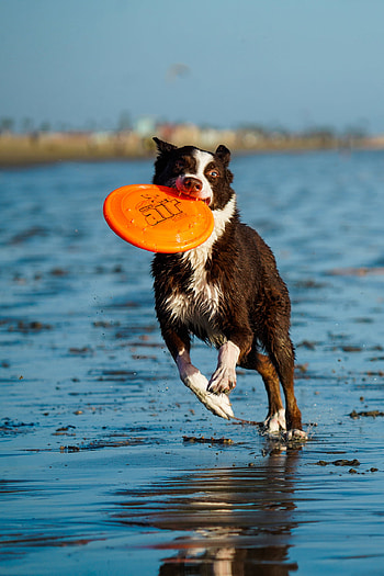 graphing disc dog, Beach, Sigma 150 600mm HD phone wallpaper