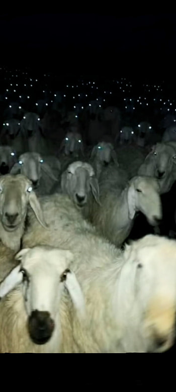 Goat goats, meme HD phone wallpaper