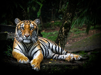 Animals, Predator, Big Cat, Sight, Opinion, Wildlife, Tiger HD wallpaper