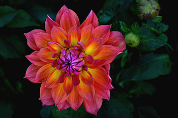 Dahlia, Macro, Flower, Petals HD wallpaper